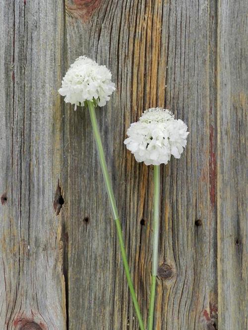 MILK SCOOP WHITE SCABIOSA